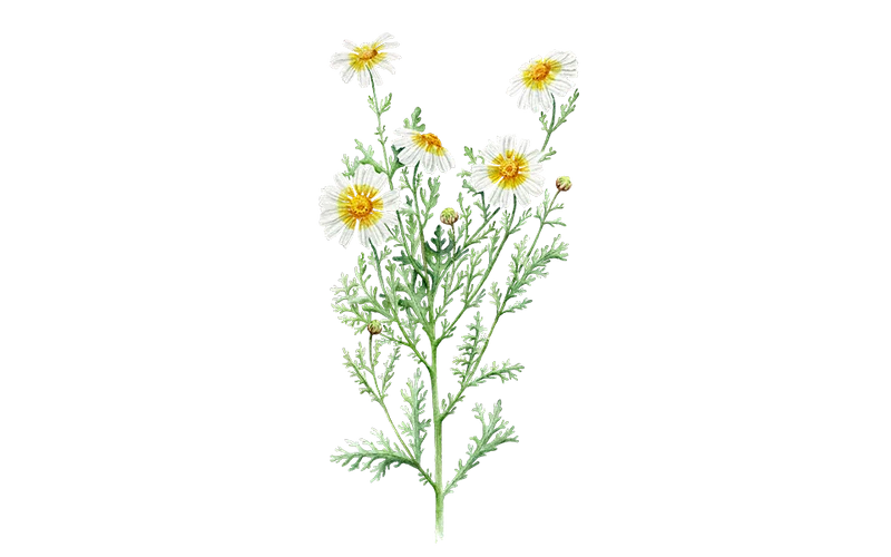 Speisechrysantheme