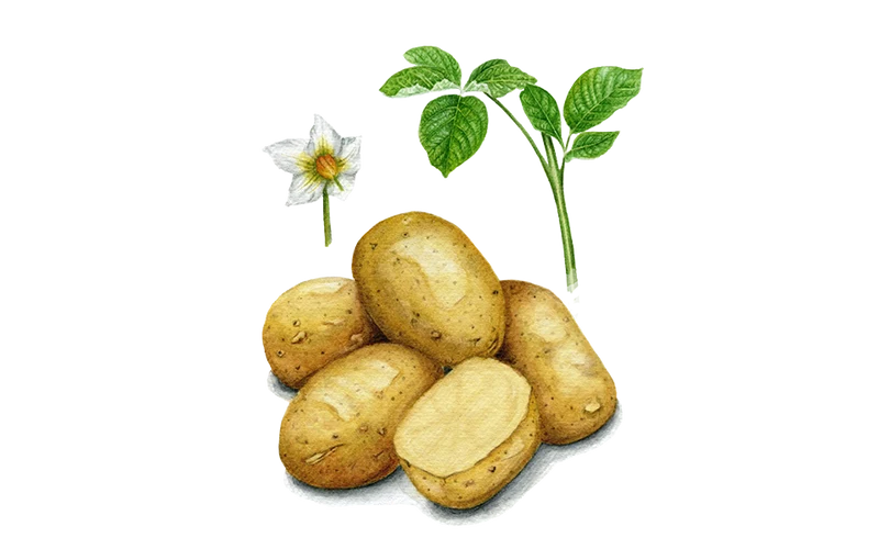 Bio-Pflanzkartoffel ‘Linda’