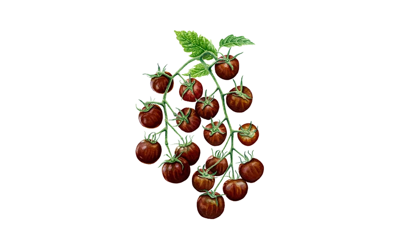 Cocktailtomate ‘Black Cherry‘