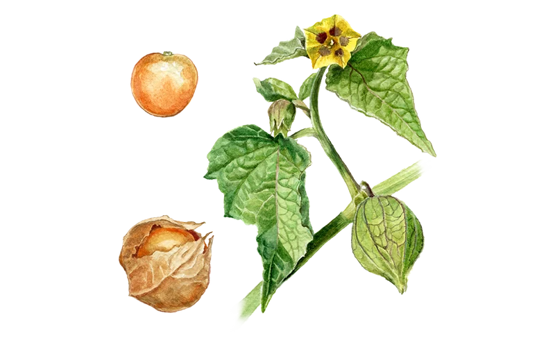 Physalis ‘Dulceria’