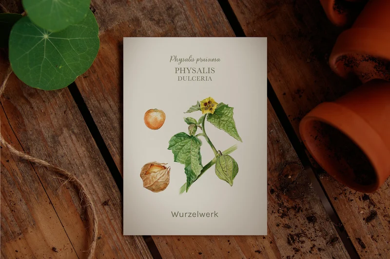 Physalis ‘Dulceria’