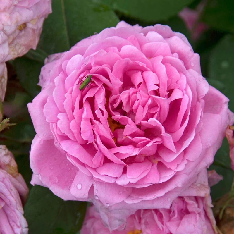 Historische Rose ‘Comte de Chambord’