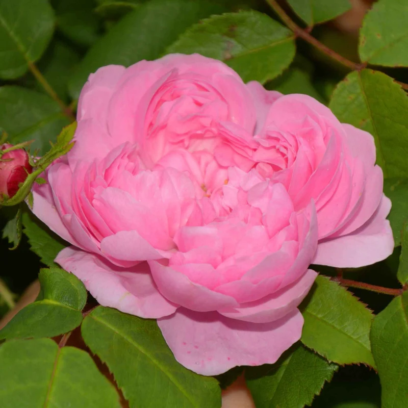 Historische Rose ‘Comte de Chambord’