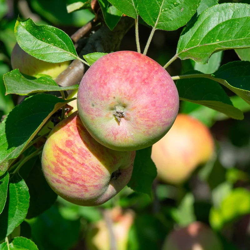 Apfel Gravensteiner