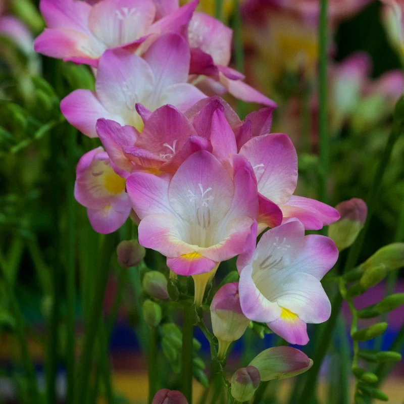Freesien rosa (x15)