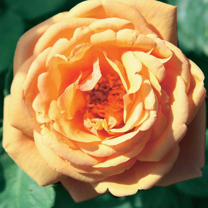 Englische Rose Charlie Ausgreen®
