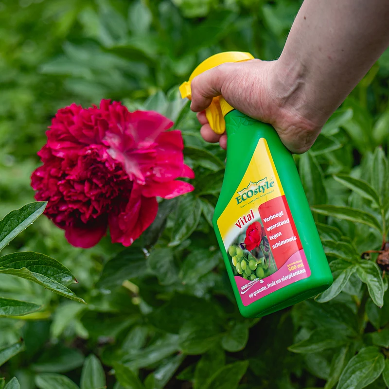 Plant Vitaal