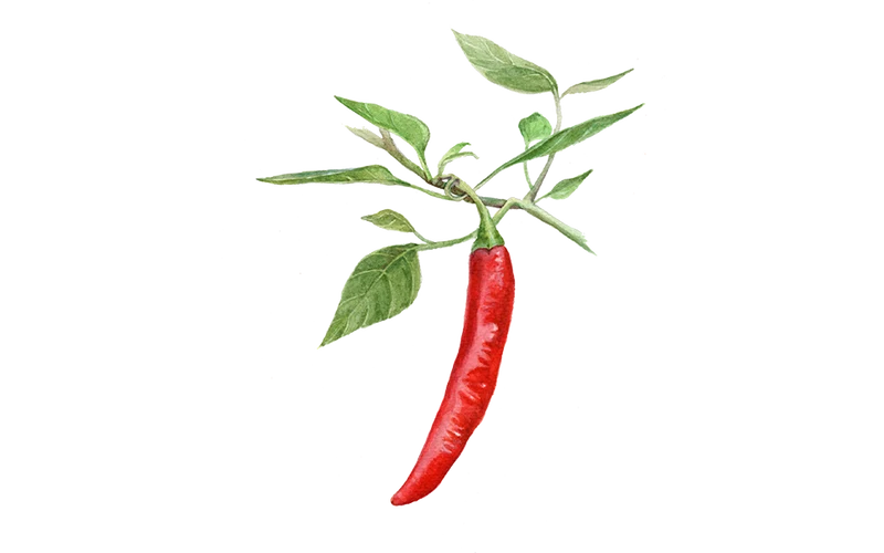 Chili 'De Cayenne'