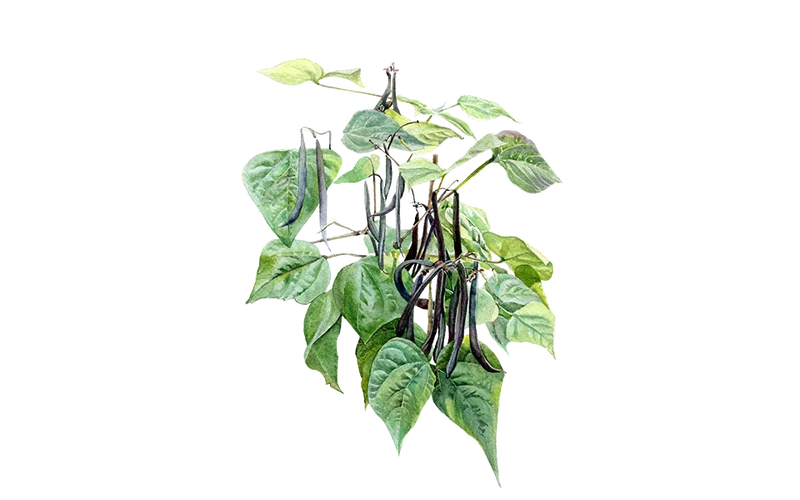 Buschbohne ‘Purple Teepee’