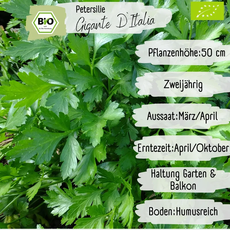 Bio Petersilie Samen