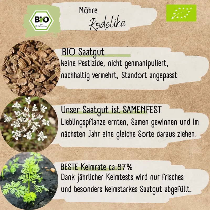 Bio Möhre Samen
