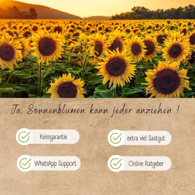 Dein 8 Bio Sonnenblumensamen Set