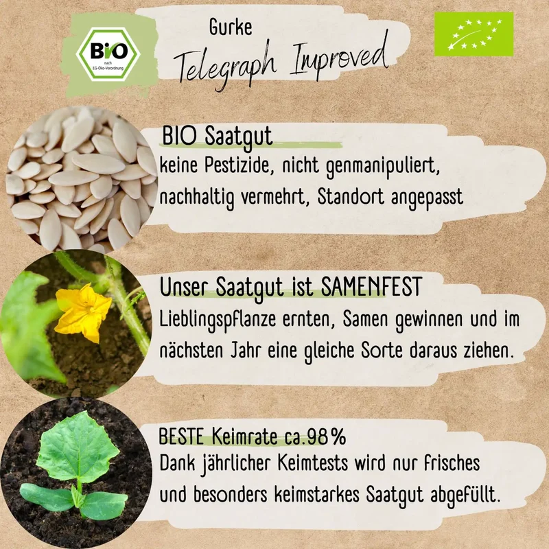 Bio Salatgurke Telegraph Improved Samen