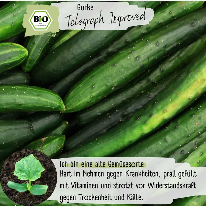 Bio Salatgurke Telegraph Improved Samen