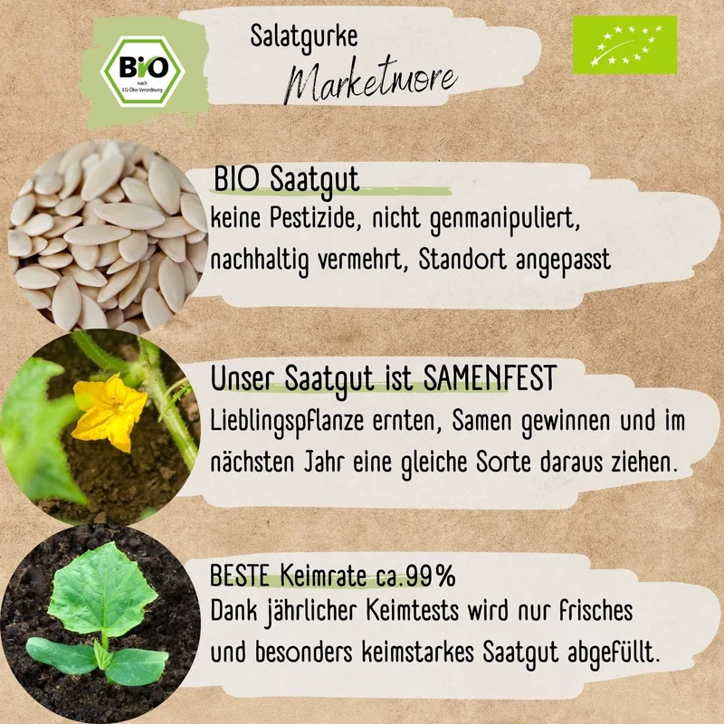 Bio Salatgurke Marketmore Samen