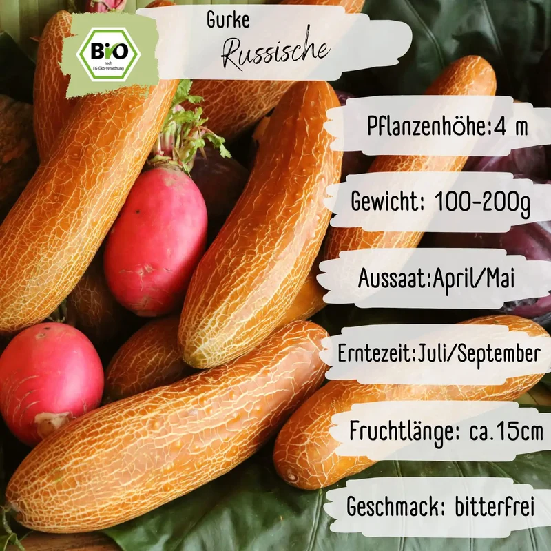 Bio Russische Gurke Samen
