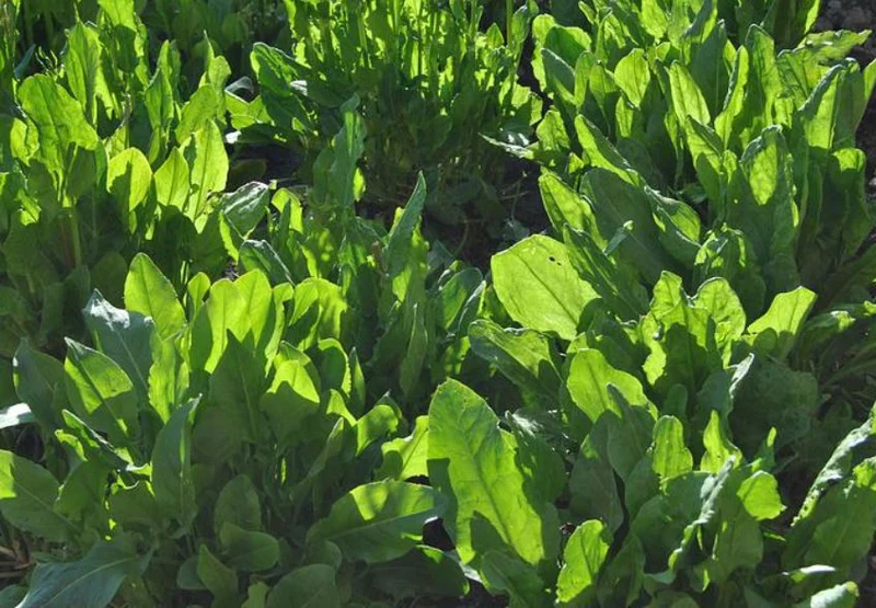 1000 Samen Sauerampfer Samen * Rumex acetosa *