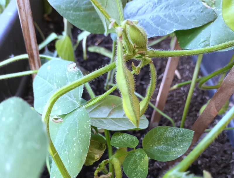 Edamame Sojabohne Hokkai Green - 35 Samen