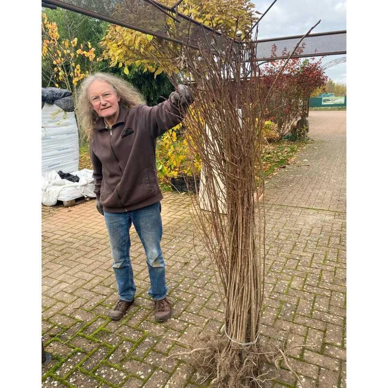 Aronia Pflanzen wurzelnackt 120cm - Bio Qualität für Ihren Garten