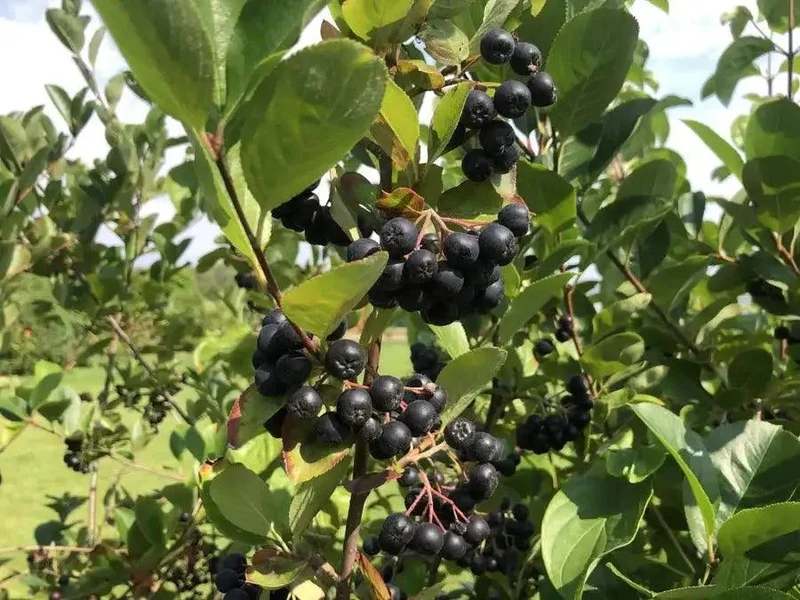 Aronia Pflanzen wurzelnackt 120cm - Bio Qualität für Ihren Garten