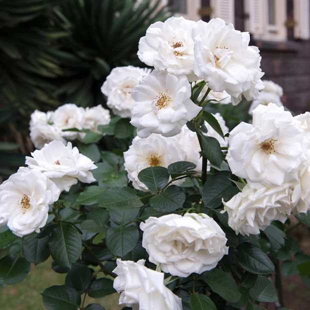 Floribundarose ‘Princesse de Galles®’