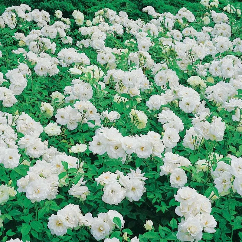 Floribundarose ‘Princesse de Galles®’