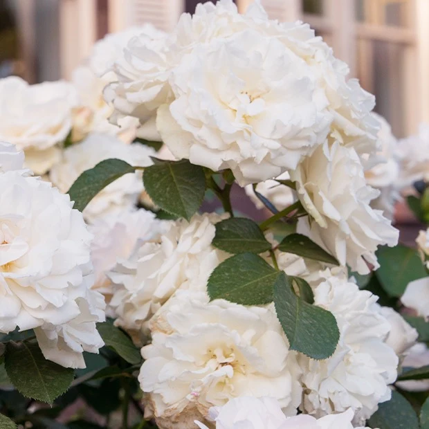 Floribundarose ‘Princesse de Galles®’