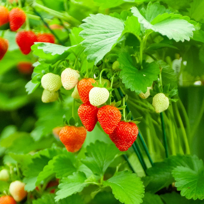 Erdbeere 'Gigantella Maxim' (x20)