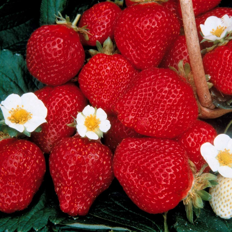 Gartenerdbeere (x60)