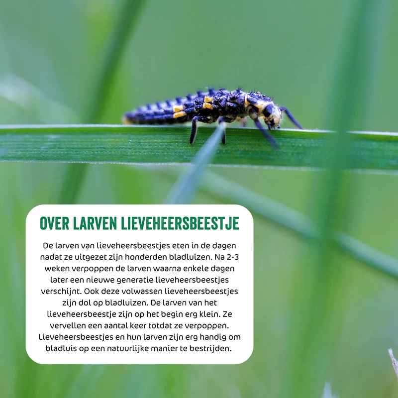 Larven lieveheersbeestje tegen bladluis