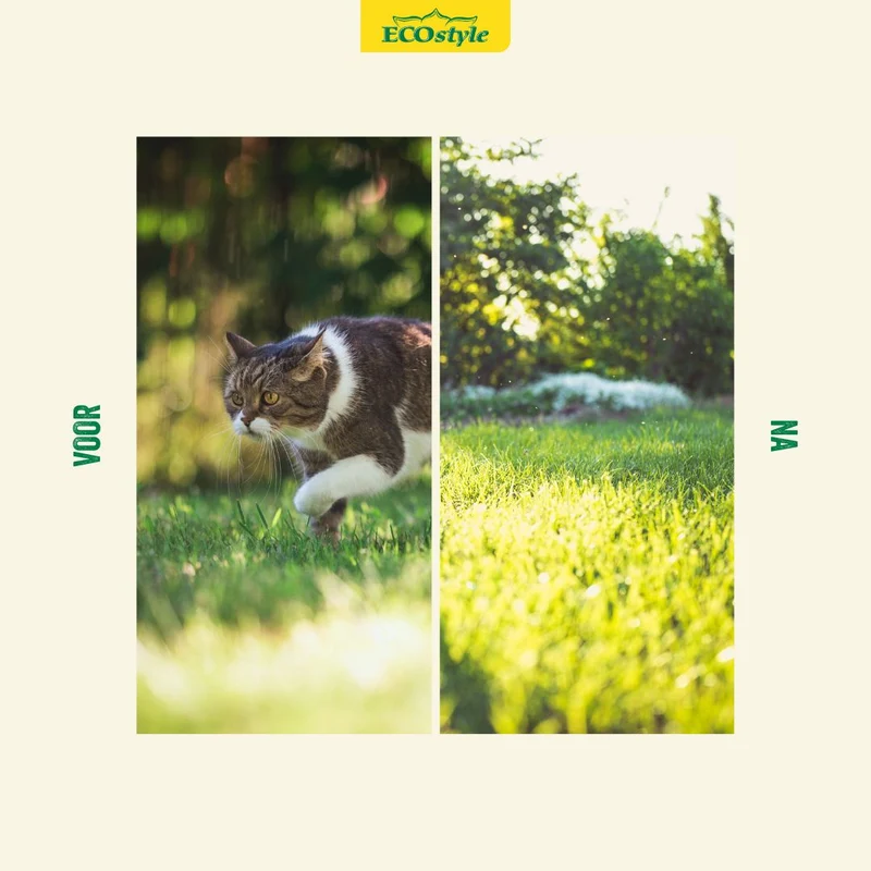 KattenSchrik