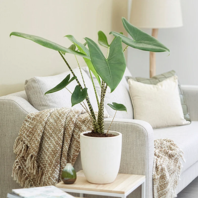 Zebraplant