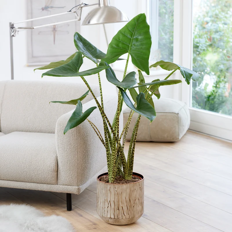Zebraplant