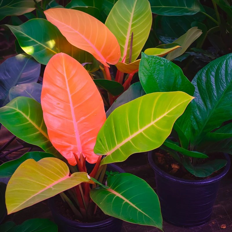 Philodendron Prince of Orange