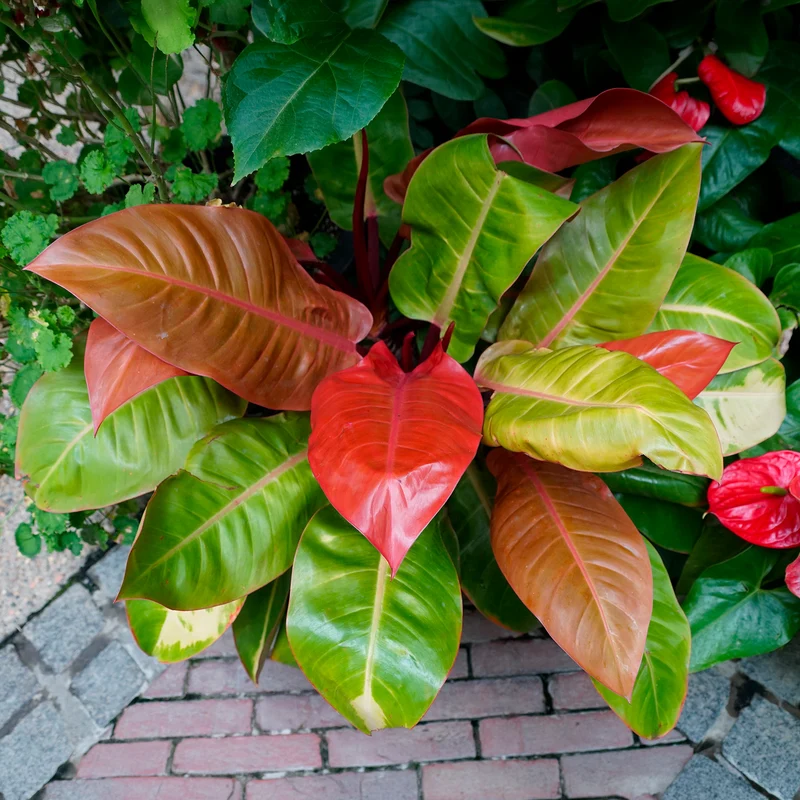 Philodendron Prince of Orange