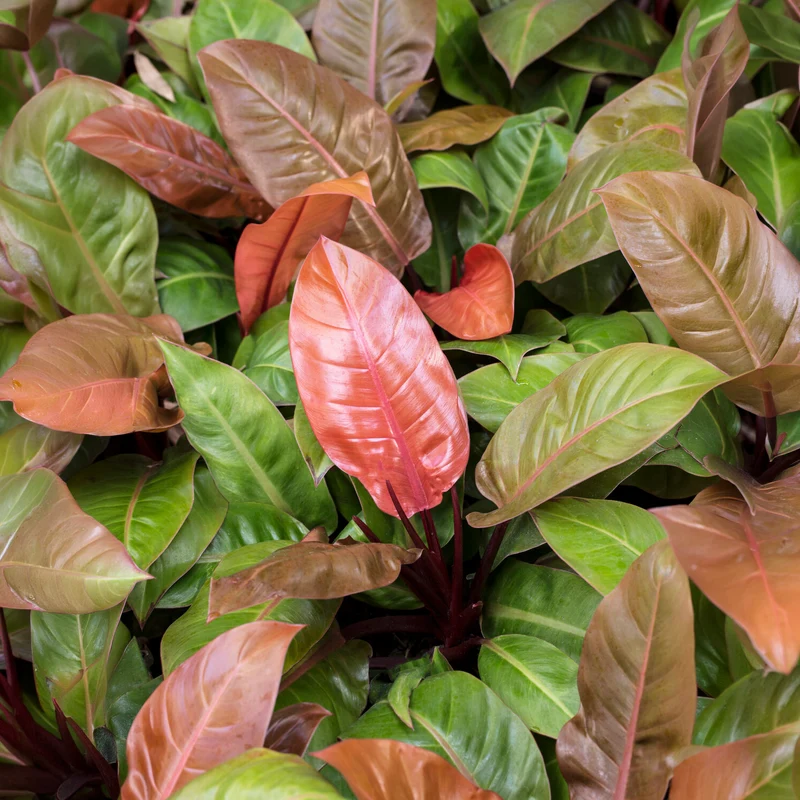 Philodendron Prince of Orange