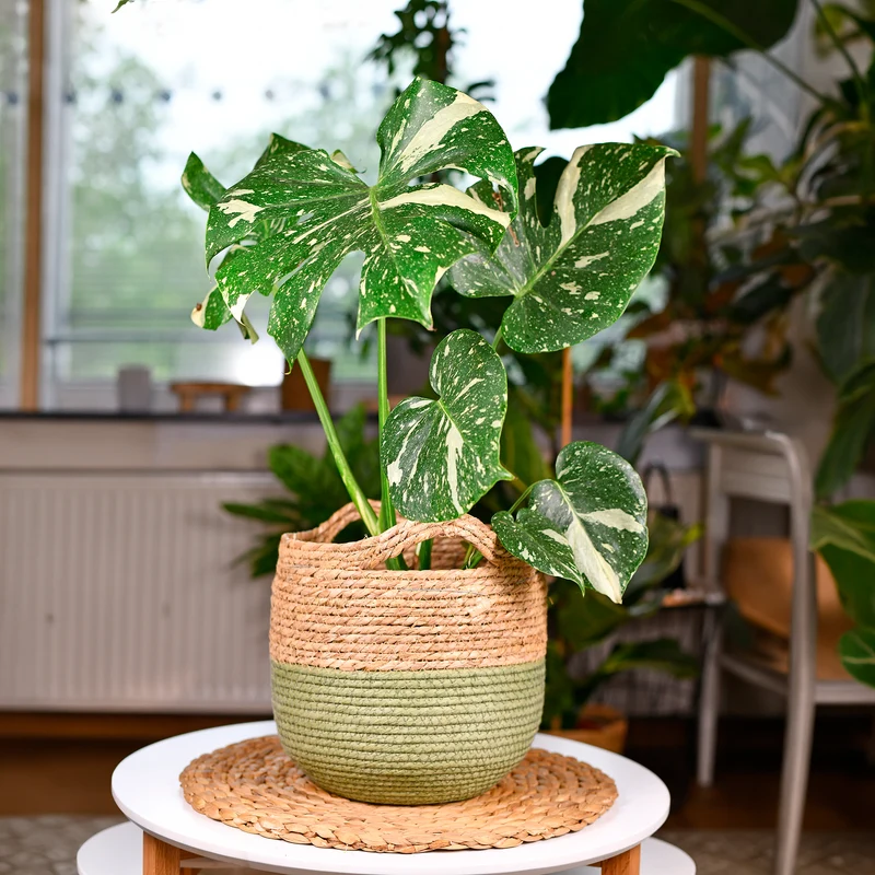 Monstera Thai Constellation