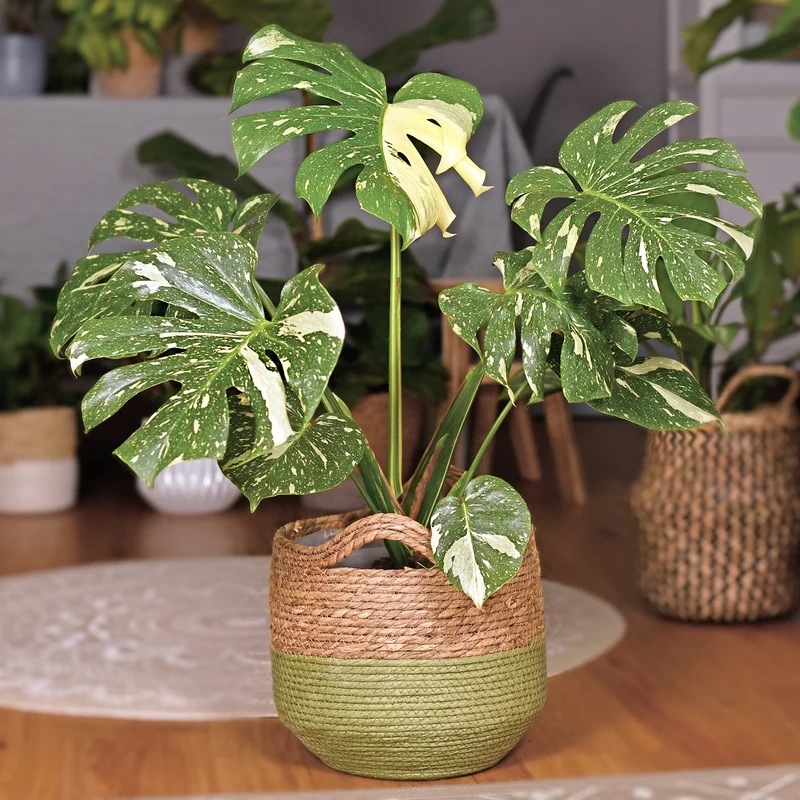 Monstera Thai Constellation