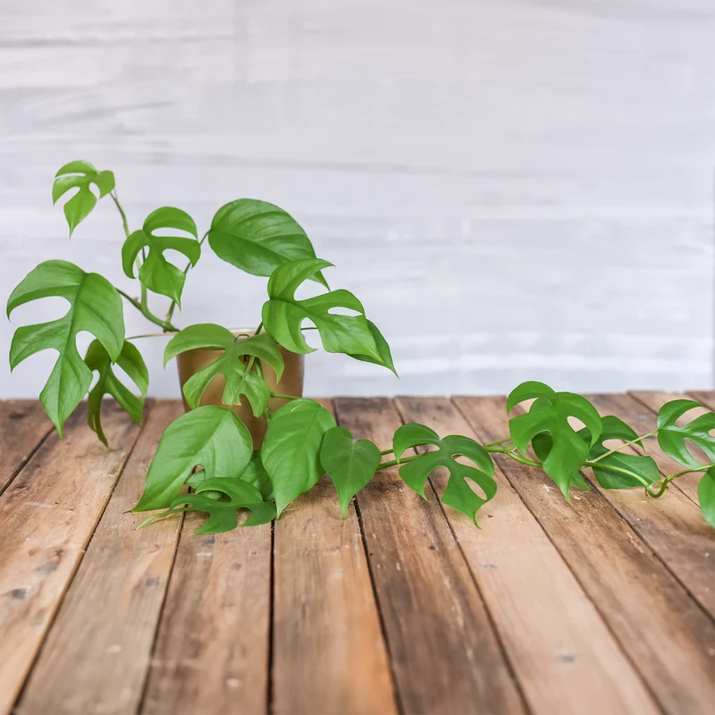 Mini gatenplant