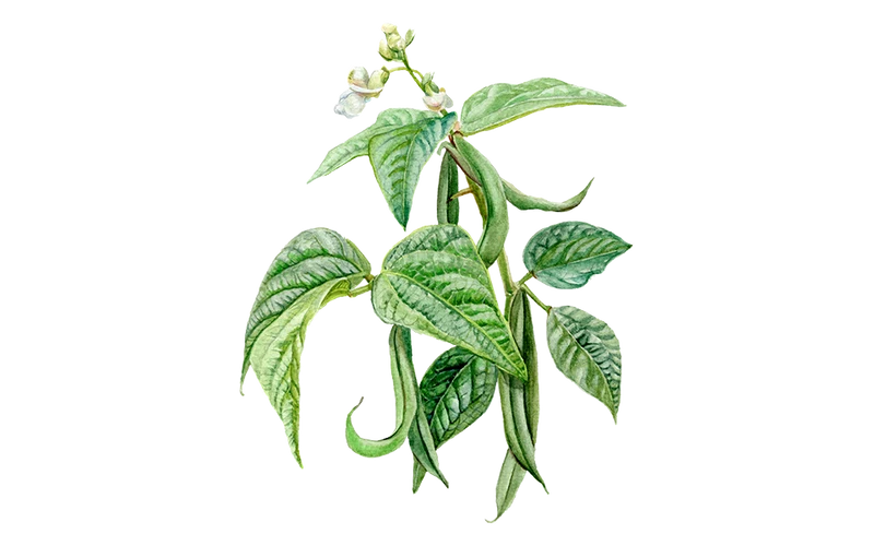 Buschbohne ‘Caruso‘