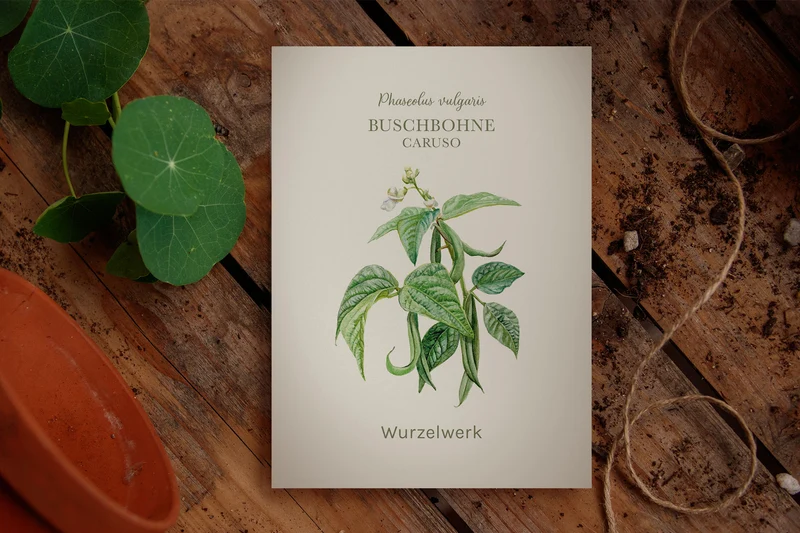 Buschbohne ‘Caruso‘