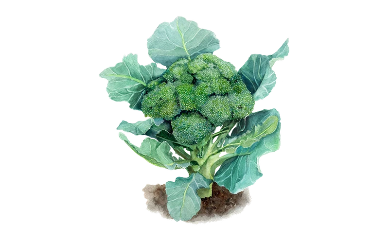 Brokkoli ‘Ramoso Calabrese‘