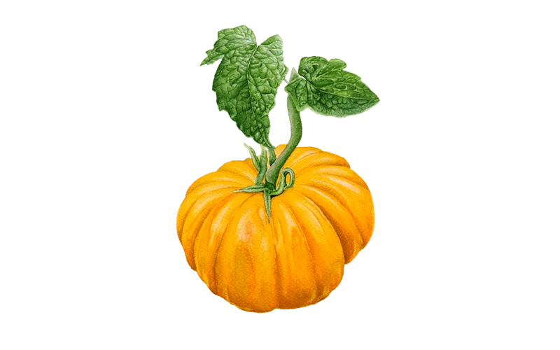 Fleischtomate 'Ananas'