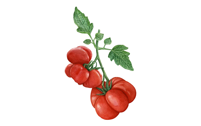 Reisetomate ‘Voyage’