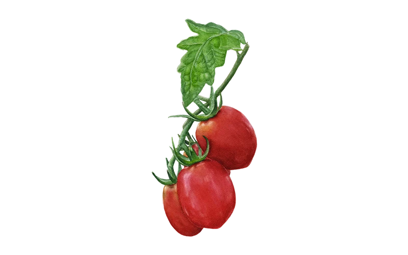 Wintertomate ‘Toscana’