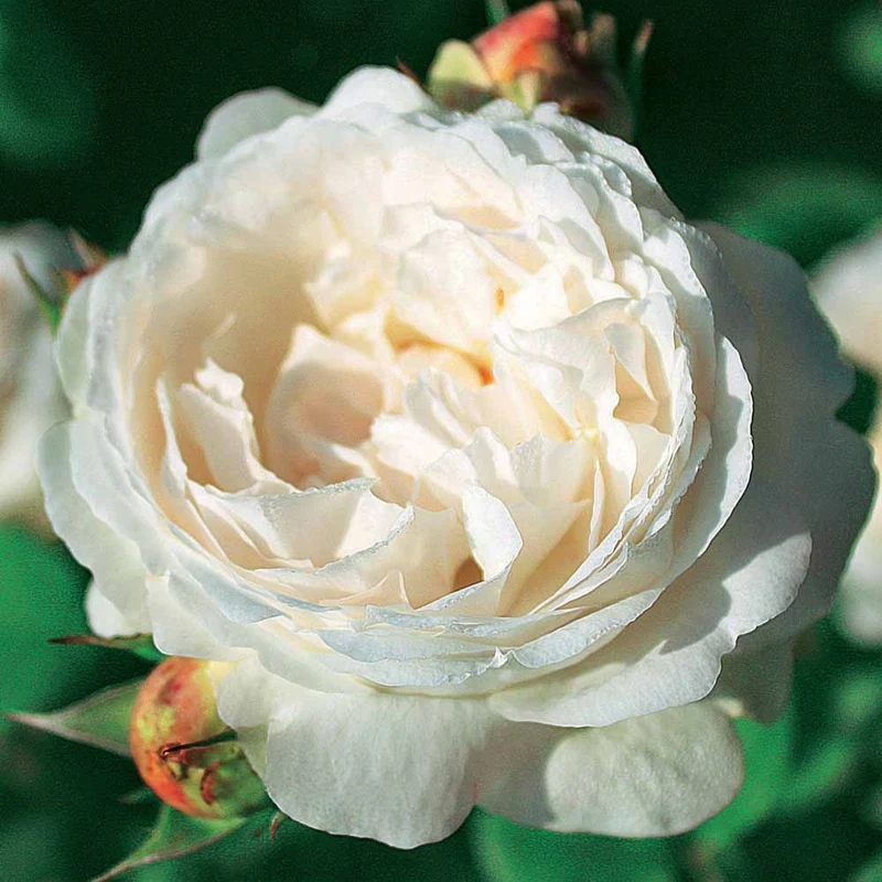 Englische Rose Ausgreen's Winner ®