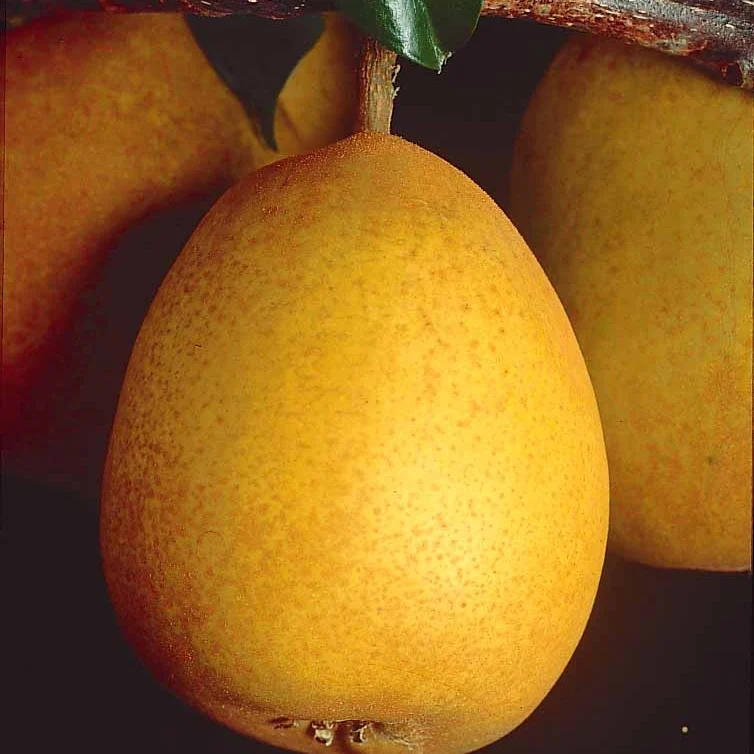 Birnbaum Beurré Hardy