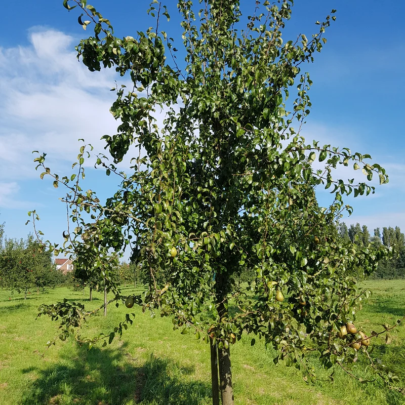 Birnbaum Beurré Hardy