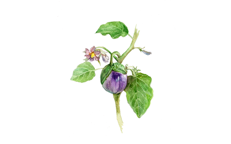 Aubergine ‘Lea’