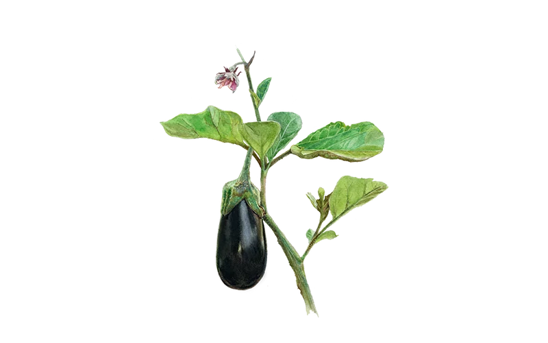 Aubergine ‘De Barbentane’